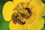 Himbeerkäfer (Byturus tomentosus)