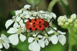 Zwölfpunkt-Spargelkäfer (Crioceris duodecimpunctata)