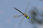 Gefleckte Smaragdlibelle - Männchen