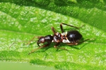 Ameisen-Sichelwanze - Larve (Himacerus mimicoides)