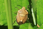 Ohne deutschen Namen (Chlorochroa pinicola)