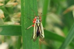 Ohne deutschen Namen (Stenotus binotatus) - Weibchen mit zahlreichen Milben