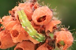 Heide-Blütenspanner (Eupithecia nanata)