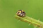 Vierzehnpunkt-Marienkäfer (Propylea quatuordecimpunctata)