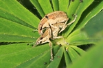 Großer Lupinen-Blattrandrüssler (Sitona gressorius)