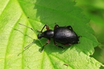 Großer schwarzer Rüsselkäfer (Otiorhynchus niger)