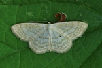 Graurandiger Zwergspanner (Idaea fuscovenosa)