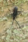 Kleiner Eichenbock (Cerambyx scopolii)