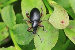 Großer schwarzer Rüsselkäfer (Otiorhynchus niger)