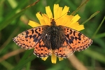 Hochmoor-Perlmuttfalter (Boloria aquilonaris) 