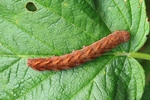 Moorwald-Blättereule (Papestra biren)