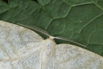 Braunstirn Weißspanner (Cabera exanthemata) - Männchen