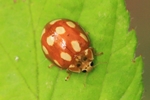 Zehnfleckiger- oder Licht-Marienkäfer (Calvia decemguttata)