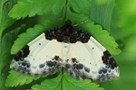 Brombeer-Blattspanner (Mesoleuca albicillata)