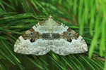 Schwarzbraunbinden-Blattspanner (Xanthorhoe montanata)