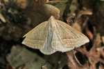 Adlerfarnspanner (Petrophora chlorosata)