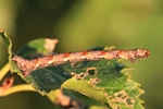 Birken-Gürtelpuppenspanner (Cyclophora albipunctata)