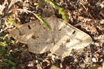 Heidekraut-Fleckenspanner (Dyscia fagaria)