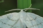 Weißstirn Weißspanner - Männchen (Cabera pusaria)