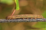 Gemüseeule (Lacanobia oleracea)
