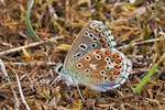 Himmelblauer Bläuling (Lysandra bellargus)