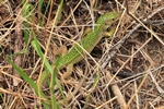 Westliche Smaragdeidechse (Lacerta bilineata)