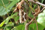 Brombeereule (Dysgonia algira)
