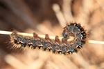 Eichenspinner - (Lasiocampa quercus)