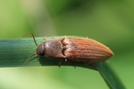 Saat-Schnellkäfer (Agriotes lineatus)