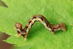 Großer Frostspanner (Erannis defoliaria)