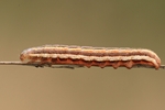 Hochmoor-Bodeneule (Coenophila subrosea)