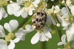 Wollkraut-Blütenkäfer (Anthrenus verbasci)