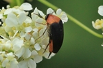 Rotbauchiger Stachelkäfer (Mordellochroa abdominalis)