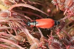 Roter Warzenkäfer, Roter Zipfelkäfer (Anthocomus coccineus)