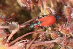Roter Warzenkäfer, Roter Zipfelkäfer (Anthocomus coccineus)