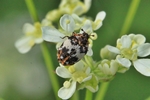 Bibernellen-Blütenkäfer (Anthrenus pimpinellae)