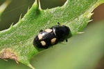 Picknickkäfer (Glischrochilus quadrisignatus)