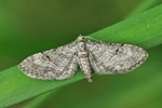 Linden-Blütenspanner (Eupithecia egenaria)