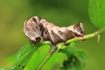 Flohkrauteule (Melanchra persicariae)