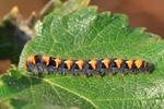 Eichenspinner - Jungraupe (Lasiocampa quercus)