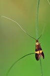 Liguster-Langhornfalter (Adela croesella)