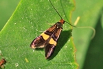 Liguster-Langhornfalter (Adela croesella)