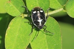 Kohlwanze (Eurydema oleracea)