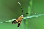 Degeers Langfühler (Nemophora degeerella)