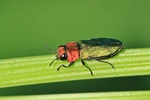 Kleiner Kirschbaumprachtkäfer (Anthaxia nitidula) - Männchen