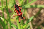 Rote Mordwanze (Rhynocoris iracundus)