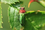 Kleiner Kirschbaumprachtkäfer (Anthaxia nitidula) - Männchen