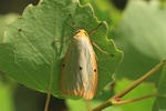 Elfenbein Flechtenbärchen (Cybosia mesomella)