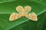 Gelbgestreifter Erlenspanner (Hydrelia flammeolaria)