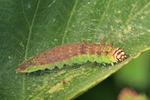 Erlen-Sichelflügler (Drepana curvatula)